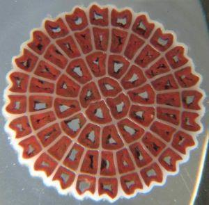 .. ANAMMOX Anammox SBR