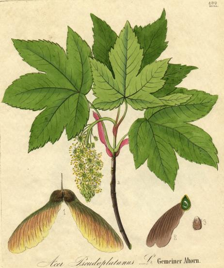 40) Nejstarší cévnaté rostliny jsou: a) Gnetophyta b) Rhyniophyta c) Lyginodendrophyta d) Magnoliophyta 41) Mléčnice se nevyskytují u čeledi: a) Moraceae b) Violaceae c) Asteraceae d) Aceraceae 42)