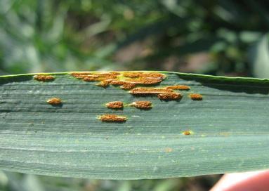 ZÁKLADNÍ CHOROBY A OCHRANA Rez travní a rez korunkatá (Puccinia graminis, P.