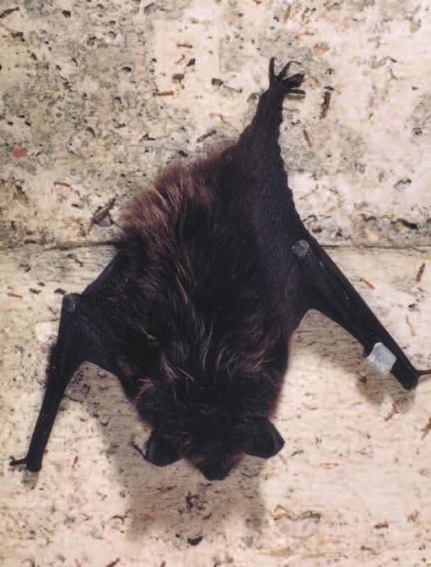 Netopýři na Bílé Desné (str. 137) Samec netopýra severního (Eptesicus nilssoni), kroužkovaný na Bílé Desné RNDr. Nevrlým 17. 2.