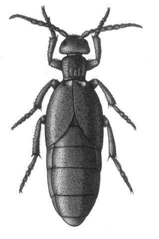 Majka fialová (Meloe violaceus) Brzy na jaře, kdy ještě často v lesích Jizerských hor leží zbytky sněhu, potkáme na jarním sluncem vyhřátých cestách nebo v trávě podivuhodně vyhlížejícího pomalu