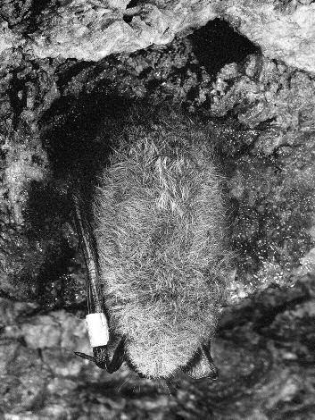 Vzácně se vyskytujícím druhem je netopýr řasnatý (Myotis nattereri), jehož název má původ v hřebínku z tuhých řas na konci ocasní blány, který zřejmě slouží jako smetáček ke sbírání hmyzu z listů a