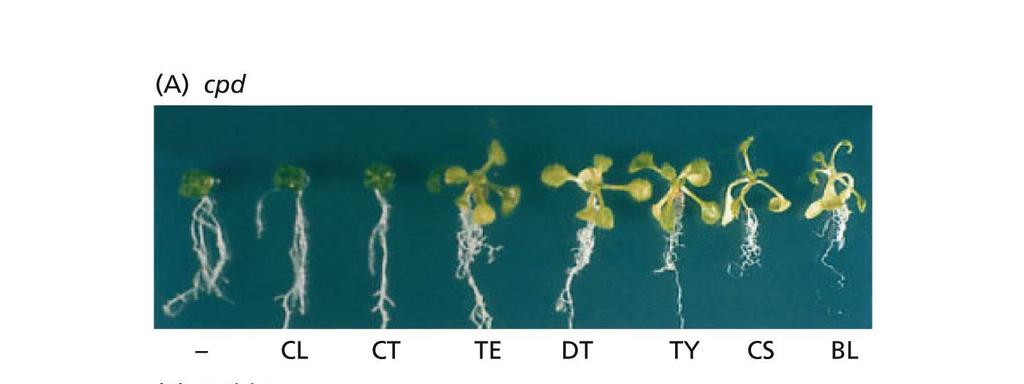 (2008) J Exp Botany 59: 17-24 Review o transportu brasinosteroidů Tma: krátký vzrůst, tlustý hypokotyl, otevřené zvětšené dělohy, přítomnost primárních listových pupenů