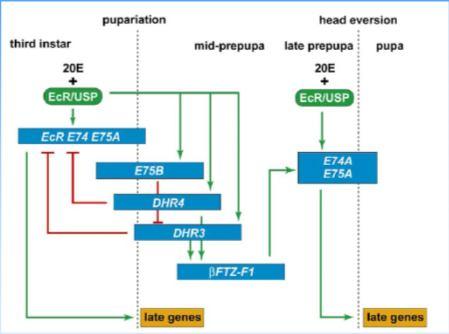 geny kontrolují biologické reakce k ecdysteroidům http://en.w ikipedia.