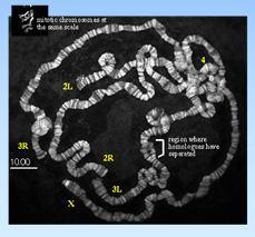 html ostulace steroidy-indukované regulační kaskády: přímo indukuje malé skupiny ranných regulačních genů reprezentujících asi 6 puffů na polytenních chromozomech.