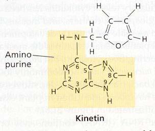 Struktura 1940-1950 Skoog a Miller izolace prvních cytokininů N 6 -substituent Adenin kinetin Cytokininy (sledí = N