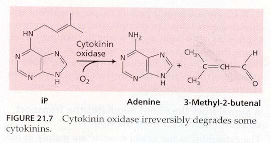 Fyziologická funkce Cytokinin