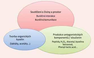 1 Mechanismus působení antimykotických kultur Kmeny používané v kulturách FreshQ jsou Lactobacillus rhamnosus a Lactobacillus paracasei.