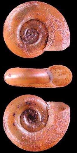 Basommatophora - spodnoocí Čeleď:
