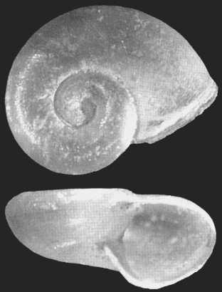dilatatus - menetovník americký, 5 mm,