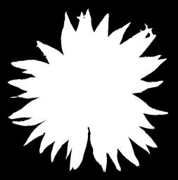 Kolik