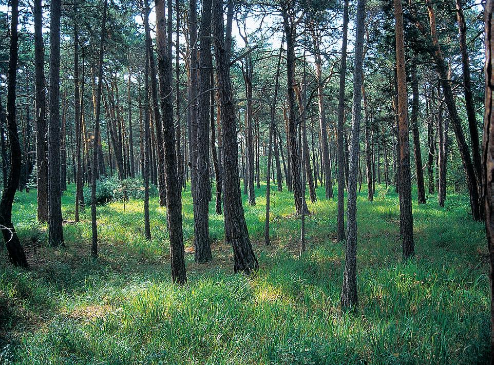 Ústecko GEOLOGIE Druhohorní sedimenty ãeské kﬁídové pánve jsou zastoupeny písãit mi slínovci a vápnit mi pískovci stﬁedního turonu. Slínovce obsahují mnoïství otiskû schránek mlïû.