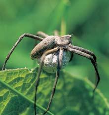 Okres Litomûfiice KRAJINN POKRYV (Dreissena polymorpha), kdysi pozorovaná v Labi, a medúzka sladkovodní (Craspedacusta sowerbyi).
