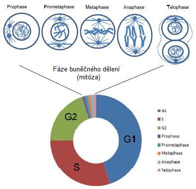 1.3 Chromozomy Chromozomy jsou jaderné útvary, tvořené chromatinem [1]. Na výstavbě chromatinu se společně s molekulou DNA podílejí bazické nukleoproteiny histony a kyselé proteiny nehistonové povahy.