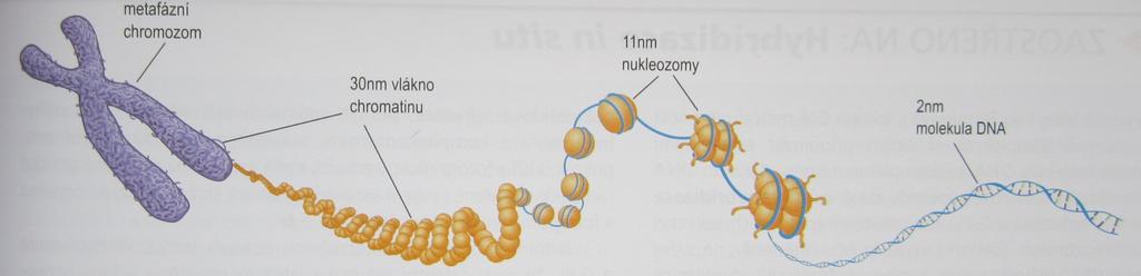 Obrázek 4: Různé uspořádání DNA v chromozomech Na obrázku lze pozorovat navinutí dvoušroubovice DNA na histonový oktamer (11nm nukleozom) a svinutí primárního vlákna v 30nm široký solenoid až po