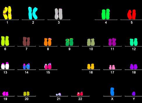 Počet kombinací k je dán vzorcem: =2 1, (1) kde n je počet použitých fluorochromů. Je zřejmé, že při použití již pěti spektrálně odlišných fluorochromů lze detekovat všech 24 chromozomů.