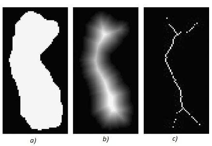 Obrázek 8: a) binární obraz chromozomu, b) obraz chromozomu po použití distance transform funkce, c) topologická kostra chromozomu, získaná procesem ztenčování na obraze b).