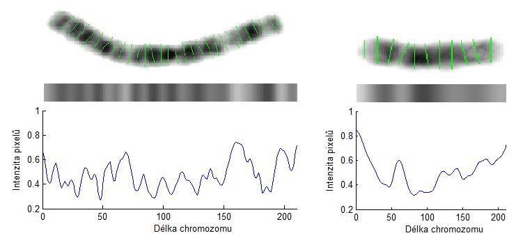 Obrázek 24: Jasový profil chromozomu a) dolní část obrázku zobrazuje jasový profil chromozomu interpolovaný kubickým splinem a normalizovaný na délku od nuly do jedné.