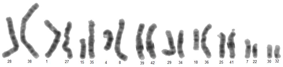 Obrázek 29: Chromozomy klasifikované do párů pomocí RMSD jasových profilů Obrázek 30: Chromozomy klasifikované do párů pomocí Pearsonova korelačního koeficientu Obrázek 29 a Obrázek 30 ukazují, že je