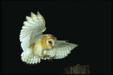 Tyto alba