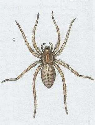 Tegenaria