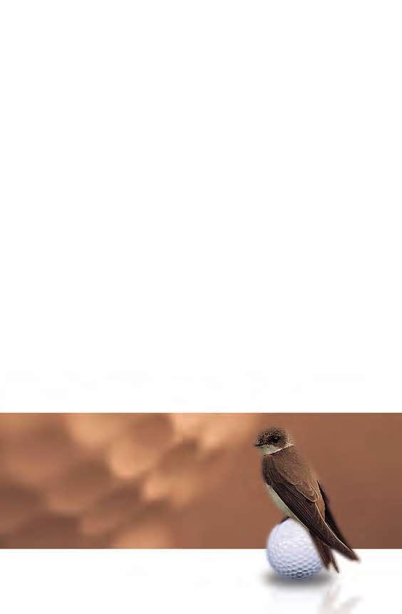 BIRDIE
