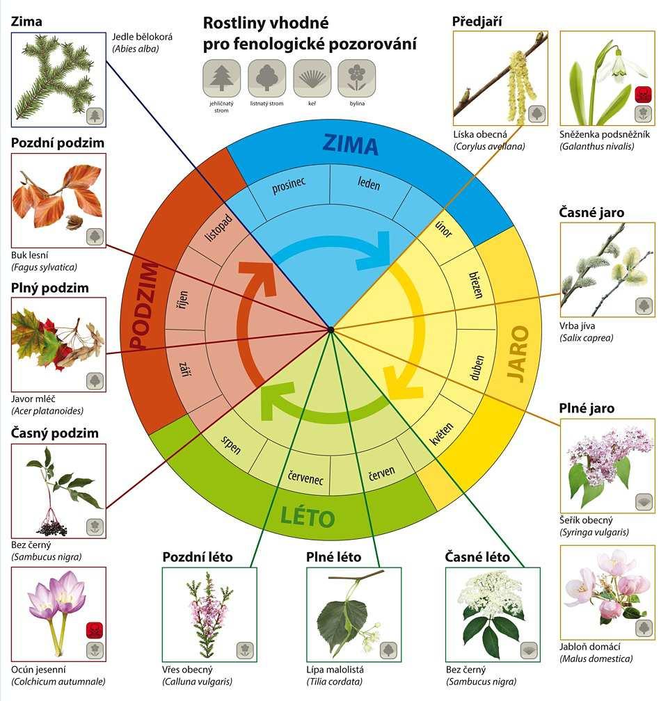Obr. 2: Fenologický kalendář 2.3 Pšenice setá (Triticum aestivum L.) Botanicky je pšenice setá zařazena do čeledi lipnicovitých Poacea.