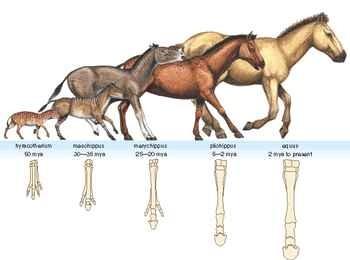 TEMPO EVOLUCE TEORIE