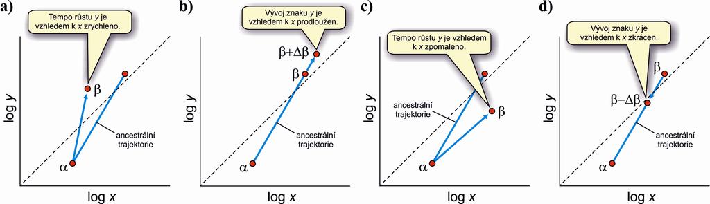 Heterochronie a alometrie: akcelerace peramorfóza