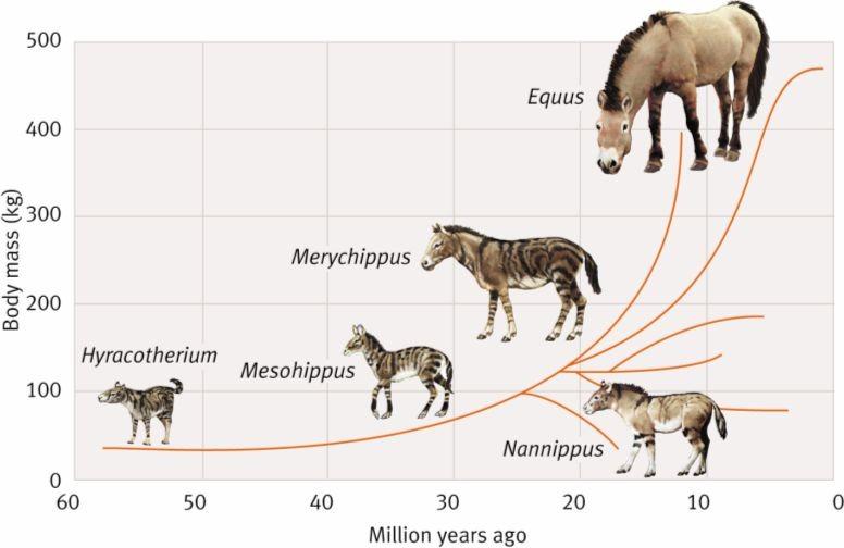 G. G. Simpson: evoluce bradytelická (pomalá)