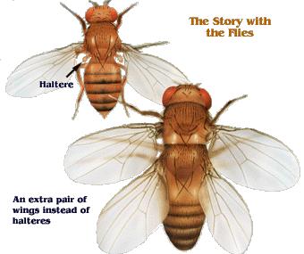 Homeotické mutace