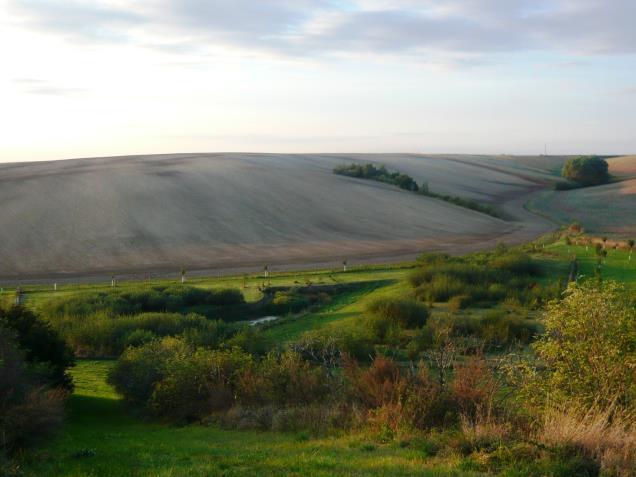 Mokřad.