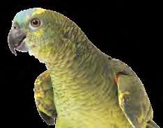 Krmivo Darwin s Special pre andulky alebo stredné papagáje 1 kg Krmivo Darwin s Special je kompletné a vyvážené krmivo pre stredné papagáje.