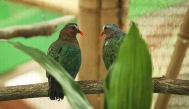 Zoo Brno podařilo odchovat velké papoušky, ary ararauny / In 2017, we managed to also