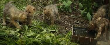 Zoo Brno rozmnožuje vlky arktické od roku 2008.