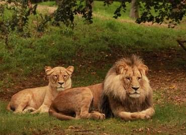 Chovatelský úsek Animal Breeding Department Nové druhy Kolekci zvířat chovaných v brněnské zoologické zahradě obohatil v roce 2017 příchod 55 nových živočišných druhů (38 druhů obratlovců a 17 druhů
