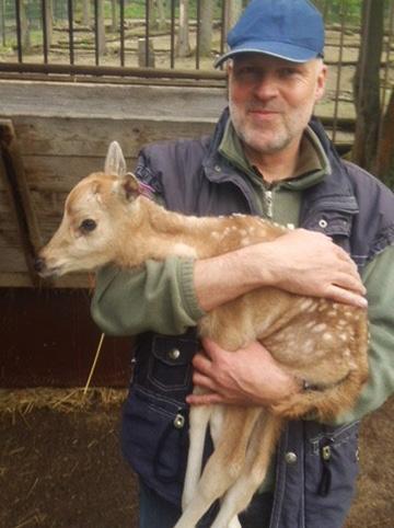 Veterinární péče Veterinary Care Veterinární lékař Zoo Brno MVDr. Stanislav Mazánek, Ph.D., s mládětem jelena milu. / MVDr. Stanislav Mazánek, Ph.D., Brno Zoo vet, with an young of the Père David s deer.