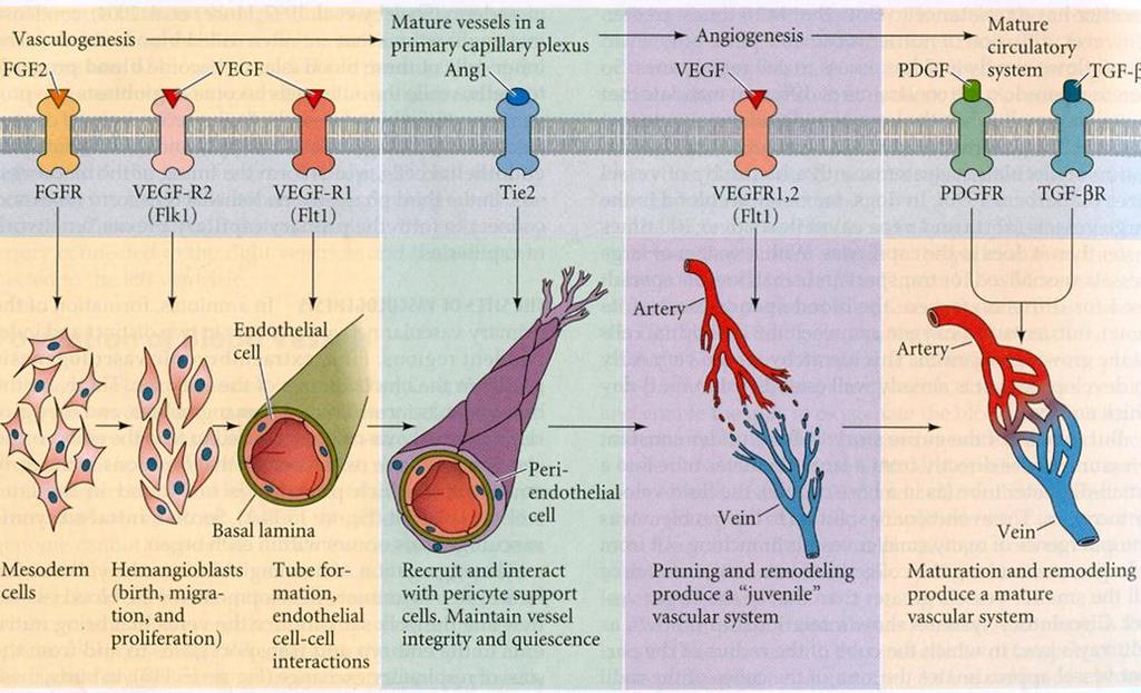 Vznik cév - souhrn angioblast >