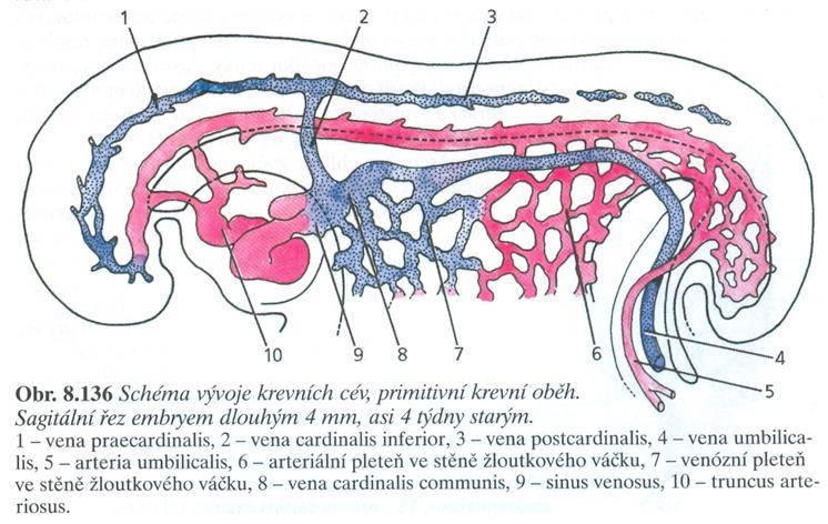 Vývoj vén - sběr a odvod krve z tkání zpět do srdce Primitivní venozní systém - pár vena cardinales anterior (vv. praecardinales) - pár vena cardinales posterior (vv.