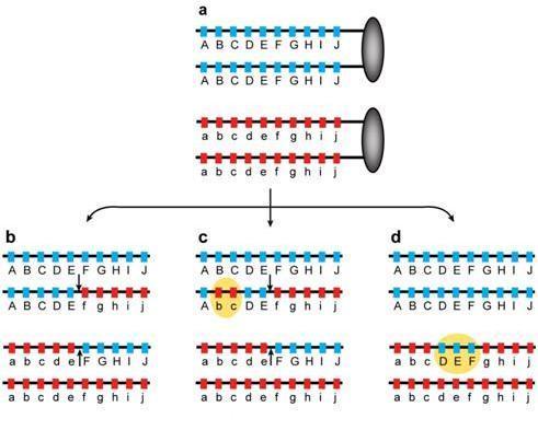 dvouřetězcových zlomů jsou předem označena například trimethylací na lysinu 4 histonu H3 jak u kvasinek, tak u myší. (de Massy 2003; Buard et al., 2009). Obrázek 2: Tři produkty homologní rekombinace.