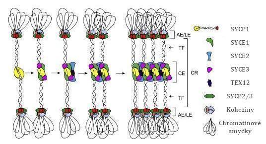 5.2 Strukturní podjednotky synaptonemálního komplexu Synaptonemální komplex (SC) je sestrojen ve fázi zygotene ze tří tyčkovitých proteinových útvarů, a to tzv. zipovým způsobem.