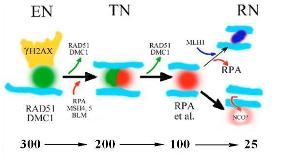 TEX15 (testis expressed 15 ) patří ke skupině proteinů, která kontroluje vazbu komplexu RAD51/DMC1 na jednořetězcové úseky DNA (Yang et al., 2008).