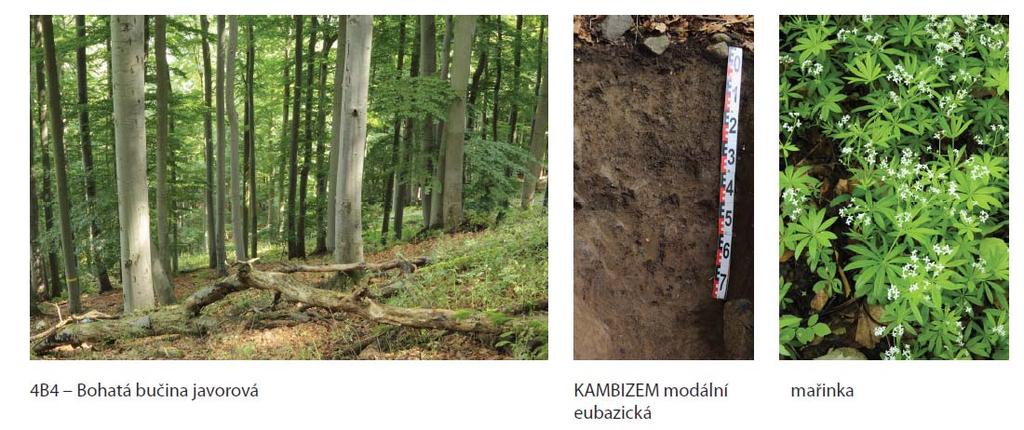 Lesnická typologie www.uhul.cz/nase-cinnost/lesnicka-typologie Lesnická typologie se zabývá ekologickým hodnocením lesních ekosystémů. Rozděluje les na plochy se stejnými růstovými podmínkami tzv.