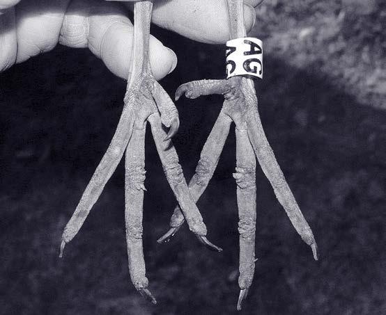 Obr.1 Typické poškození chodidel víceletého ptáka pod prstovými klouby. Praskliny vznikají během zimního období a jsou trvalé. Foto: K. Pithart Obr.