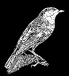 ČSO - POBOČNÉHO