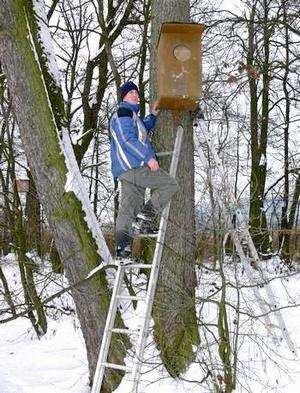 Kapitola 3: Hnízdní budky (J. Myška) V roce 2009 bylo na toku Jizery od Železného Brodu do Ploukonic instalováno osm speciálních budek pro morčáky velké.