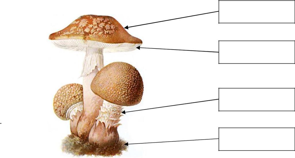 11. Houby 1. Popiš stavbu těla houby. 2. Podtrhni houby jedlé zeleně, nejedlé žlutě, jedovaté červeně.