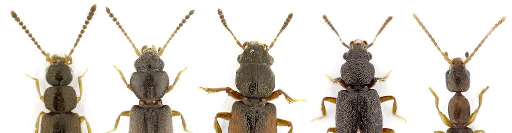Významní drabčíkovití dolního českého toku řeky Labe, zleva Atheta ripicola Hanssen, 1932, Carpelimus politus (Kiesenwetter, 1850), Bledius gallicus (Gravenhorst, 1806), B.