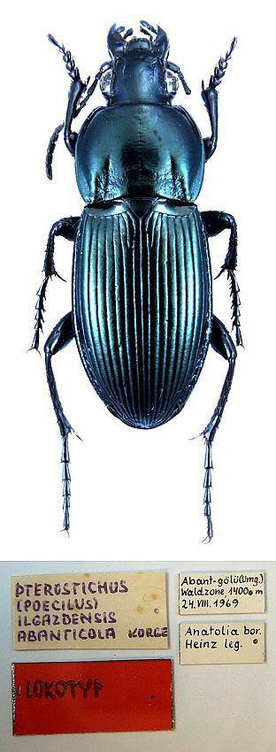 5 Oedostethus quadripustulatus (Fabricius, 1792) Vhodným biotopem jsou periodicky zaplavované zatravněné půdy v okolí řek, někdy i podmáčené louky v okolí rybníků.