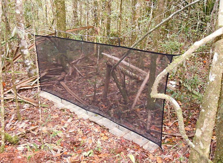 Nejsnadnější je sběr anthribidů na mrtvém dřevu ležícím na zemi. Pokud je takové dřevo napadeno pro člověka neviditelným myceliem hub, může být sběr velmi produktivní.
